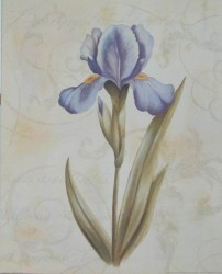 Iris by Virginia Huntingwood