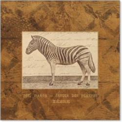 Zebra by Jardin des Plantes