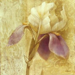 Brocade Iris by Albena Hristova
