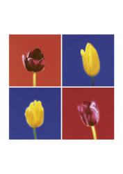 Four Tulips by Gill Orsman