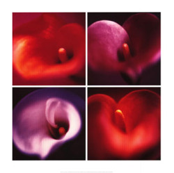 Four Calla Lilies  by Anna Halm-Schudel