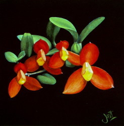 Orchidee de chocolat II by Janet Wilson