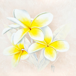 Light of Day Frangipani