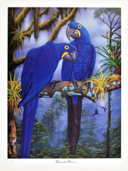 Hyacinth Macaws by Andrew Patsalou