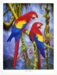 Scarlet Macaws by Andrew Patsalou