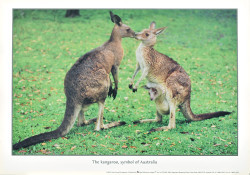 The Kangaroo symbol of Australia