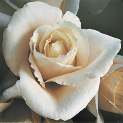 Soft Rose by Carl Hensel