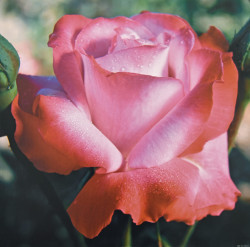 Red+Pink Rose by Carl Hensel