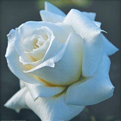 White Rose by Carl Hensel