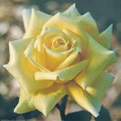 Yellow Rose by Carl Hensel