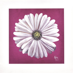 Gerbera White by Karen Foley