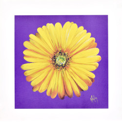 Gerbera Yellow by Karen Foley