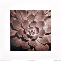 Sempervivum by Mark Baker