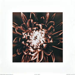 Sempervivum by Mark Baker