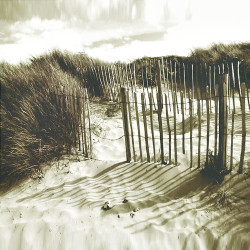 The Dunes by Steven Mitchell