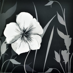 Ebony & Ivory I by Kate Knight