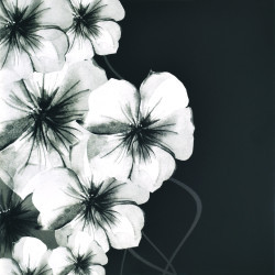 Ebony & Ivory II by Kate Knight