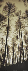 Sepia Trees II by Mark Baker