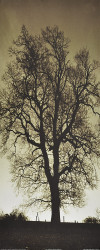 Sepia Trees I by Mark Baker