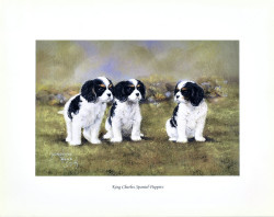 King Charles Spaniel Puppies by Josephine Anne Smith