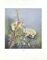 Koalas by Josephine Anne Smith