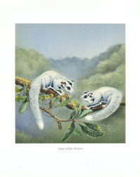 Sugar Glider Possums by Josephine Anne Smith