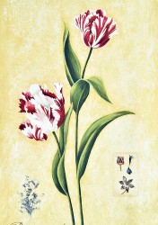 Parrot Tulip by Mario Mutis