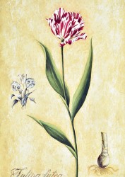 Tulipa Lutea by Mario Mutis