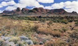 The Living Desert by Unknown