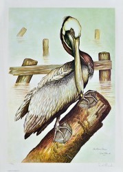 The Brown Pelican by Dale Hauck