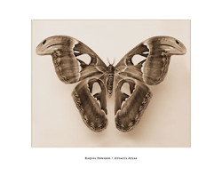 Attacus Atlas by Raquel Edwards