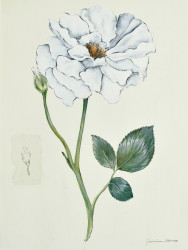 White Rose I by Michallina