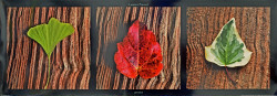 Leaves by Laurent Pinsard