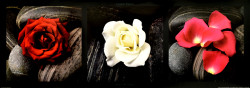 Roses on Stones