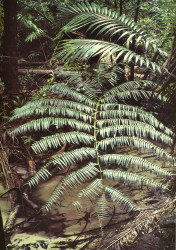 Angiopteris evecta, Fraser Island