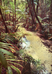 Wanggoolba Creek, Fraser Island by Leigh & Barbara Hemmings