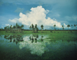 Pandanus Reflection by Peter Jarver