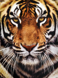 Bengal Tiger  by Adam Jones