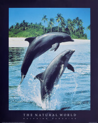 The Natural World - Dolphins Paradise