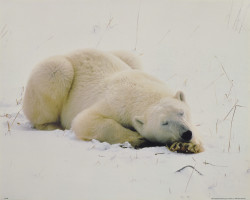 Tired - Polar Bear