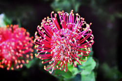 Flowerhead of a Hakea by Cloudia Spinner