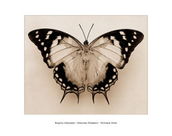 Polyura Pyrrhus - Ventral by Raquel Edwards