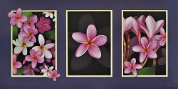 Pink Frangipani Tryptich by Carl Hensel