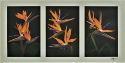 Tryptich Strelitzia by Andrew Patsalou