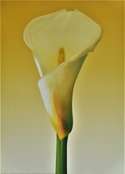 Beauty by Inka Vogel