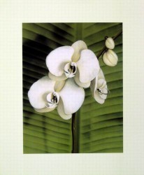 Orchid with Palm II by Andrea Trivelli