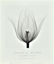 Triumph Tulip by Steven N. Meyers