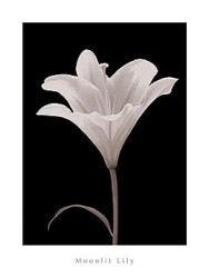Moonlit Lily by Ryuichi Okano