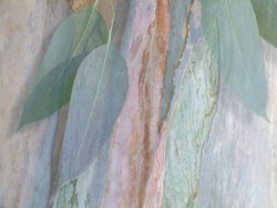 Eucalyptus by Aukya