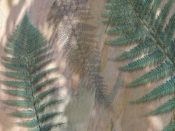 Fern & Eucalyptus by Aukya